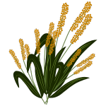 Non Basmati Rice
